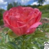 Paeonia 'Coral Sunset' - Pojeng 'Coral Sunset' C7/7L